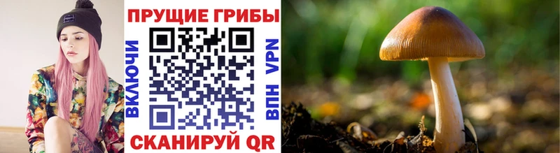 закладка Сухой Лог Галлюциногенные грибы Psilocybe